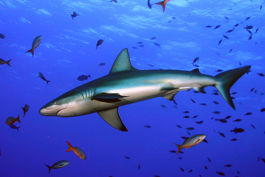 Carcharhinus