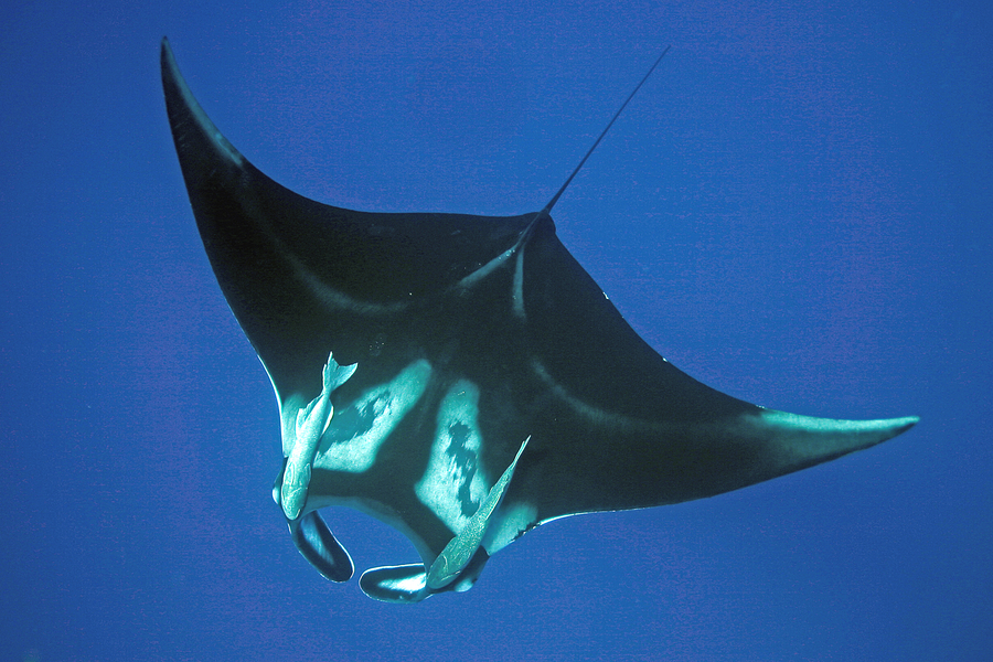 Manta