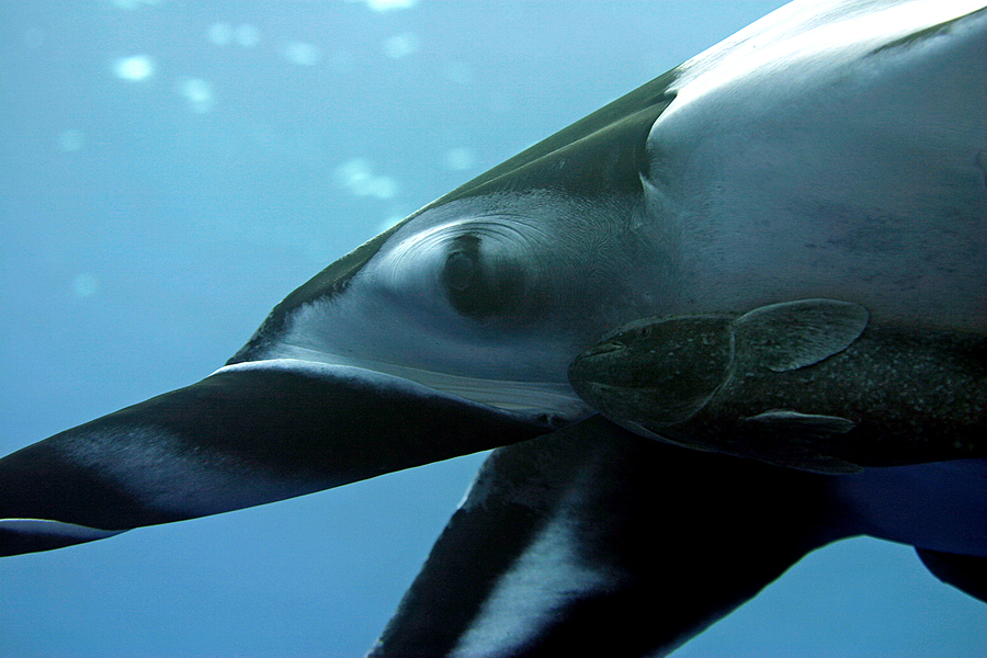 Manta birostris