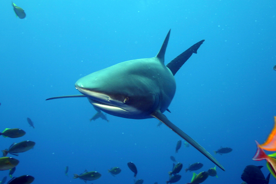 Carcharhinus