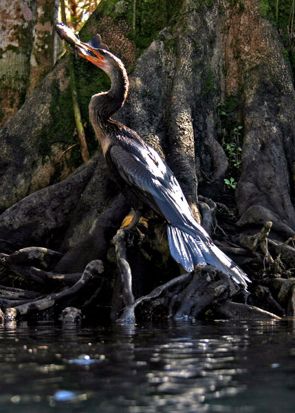 Anhinga anhinga