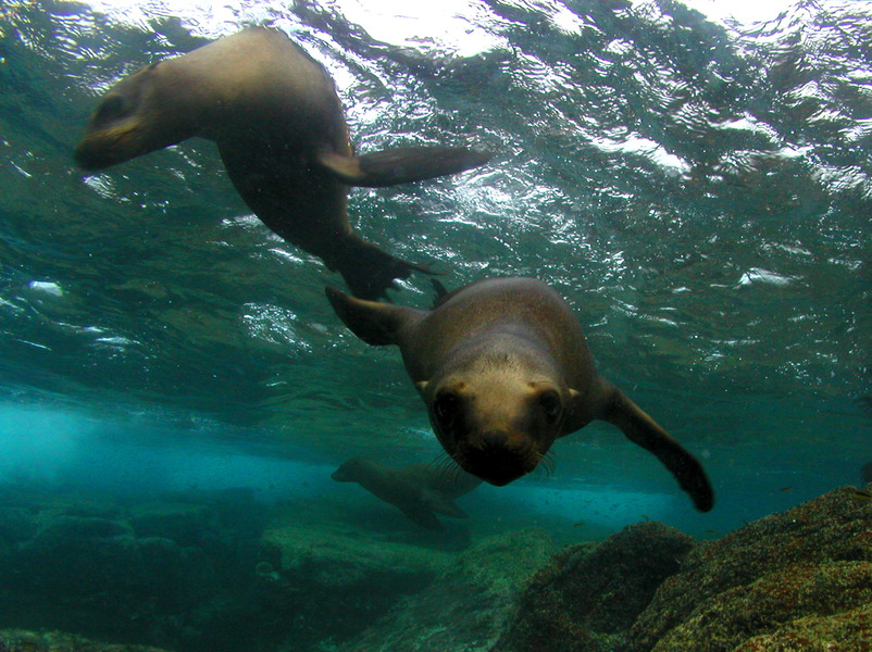 Zalophus californianus