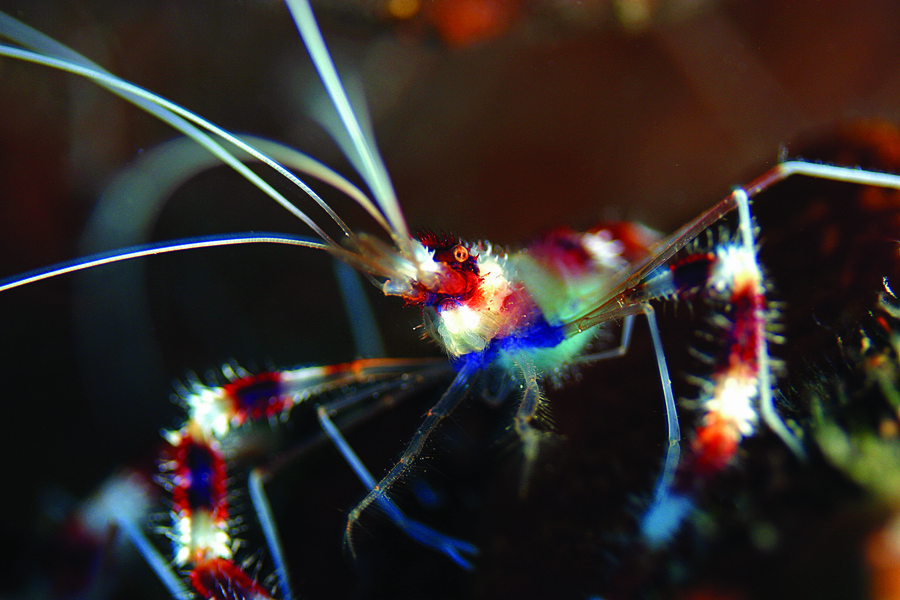 bandedcoralshrimp