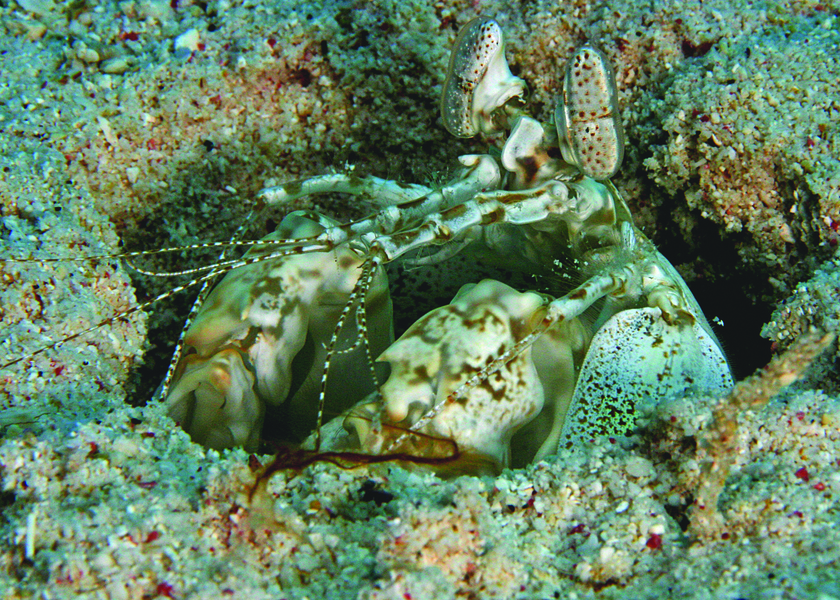 mantisshrimp1