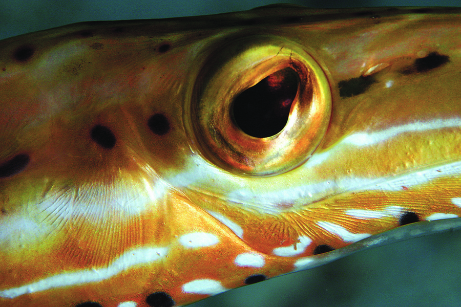 trumpetfish1