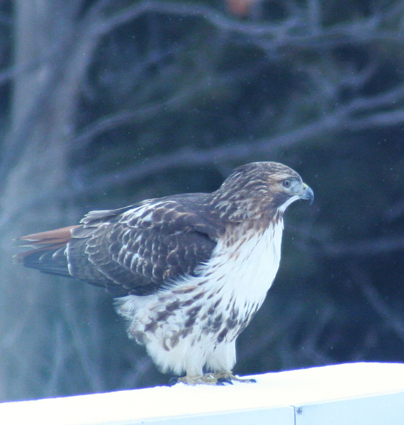 Falconiformes