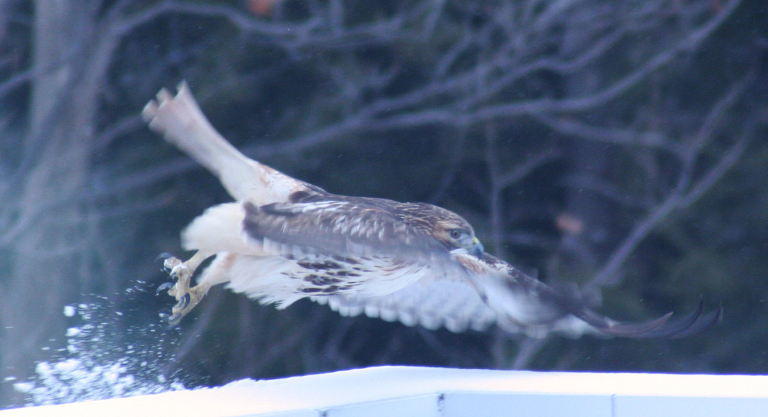 Buteo jamaicensis