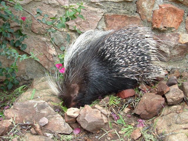 Hystrix africaeaustralis