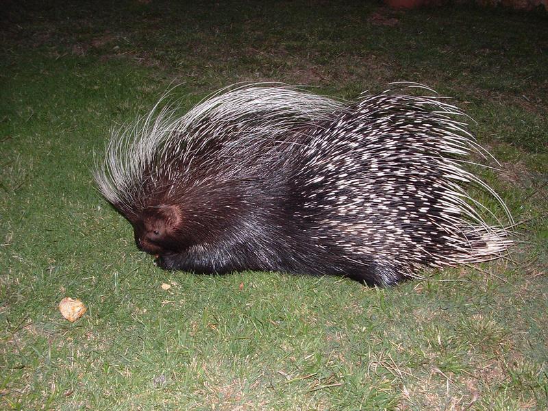 Hystrix africaeaustralis