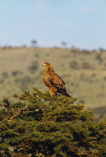 Aquila rapax