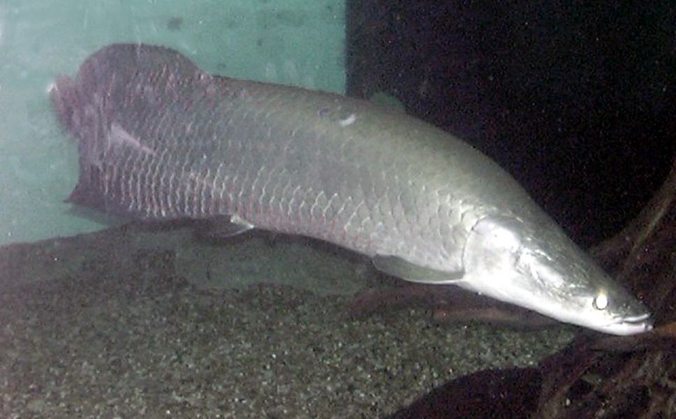 arapaima_gigas_1