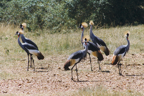 Balearica regulorum