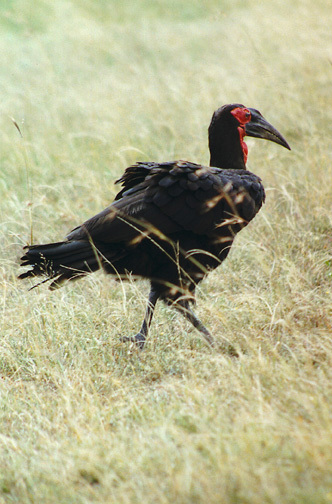 Bucorvidae