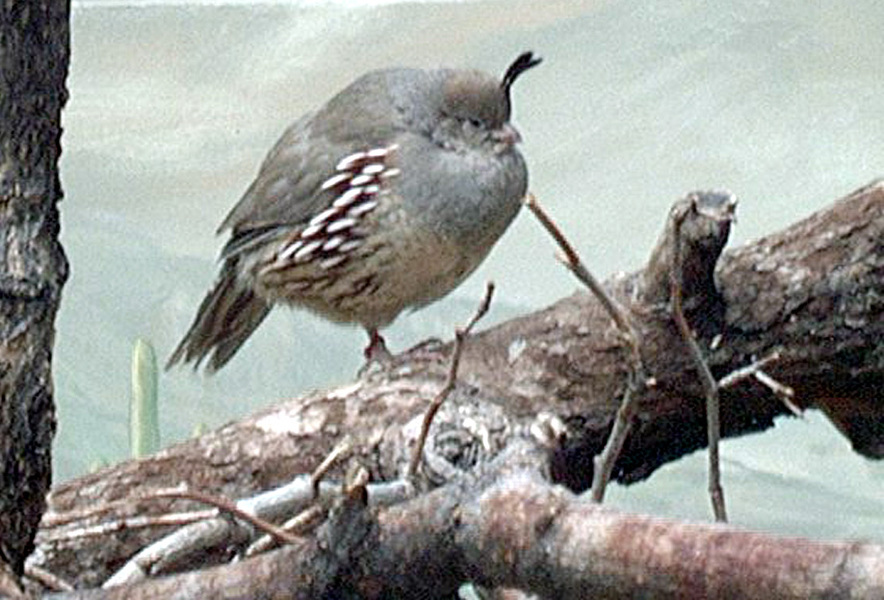 Galliformes