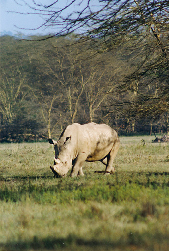 Ceratotherium simum