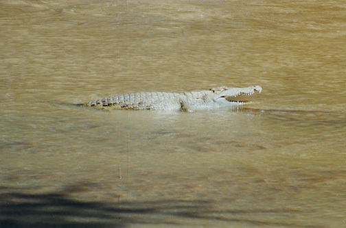 Crocodylus niloticus