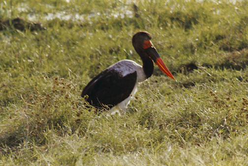 Vertebrata