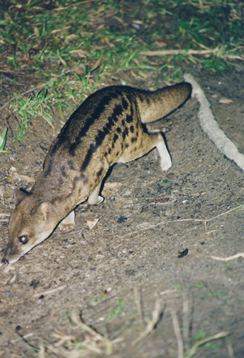 Vertebrata