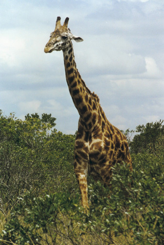 Giraffa camelopardalis