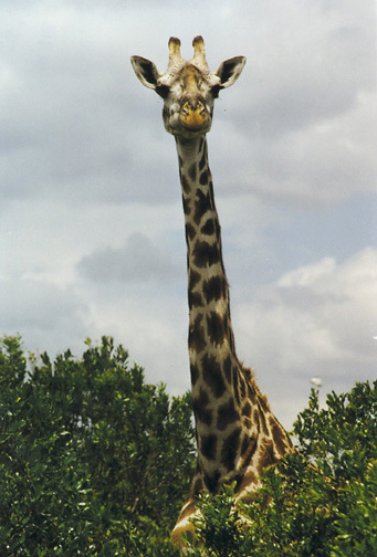 Giraffidae