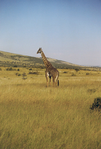 Giraffa camelopardalis