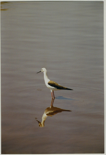 Charadriiformes