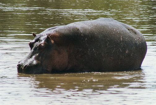 hippopotamus_amphibius_3