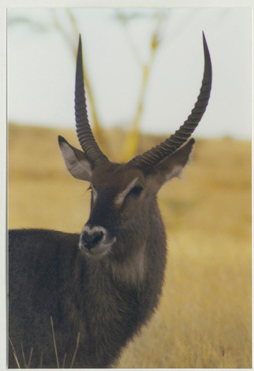 Artiodactyla