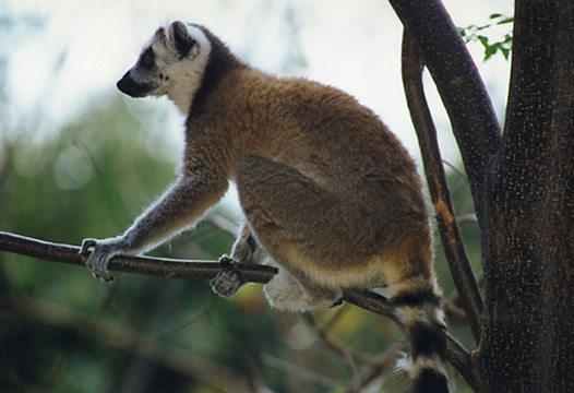 Lemur catta