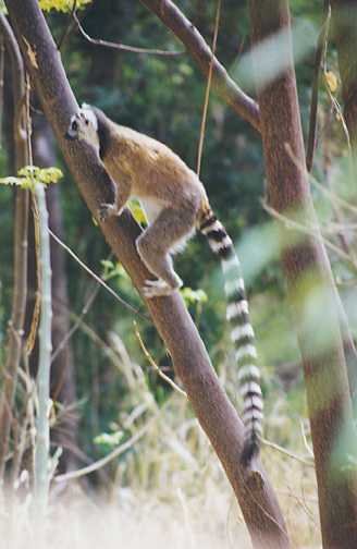 Lemur