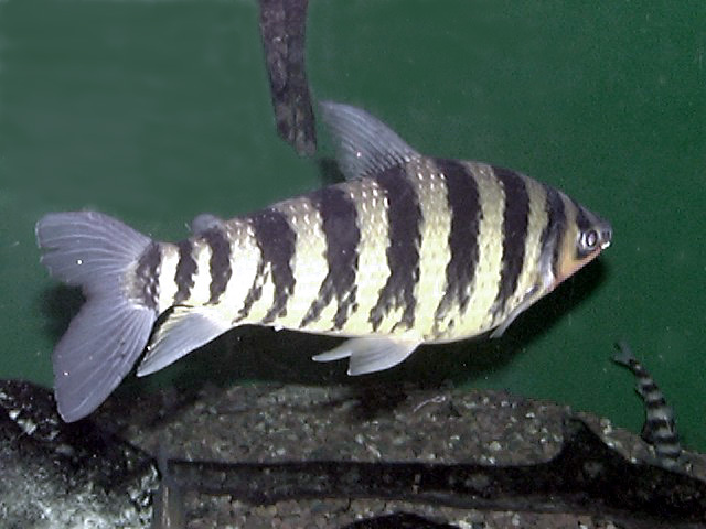 Leporinus fasciatus