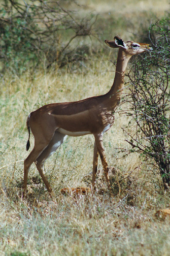 Artiodactyla