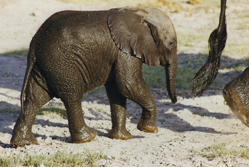 loxodonta_africana_1