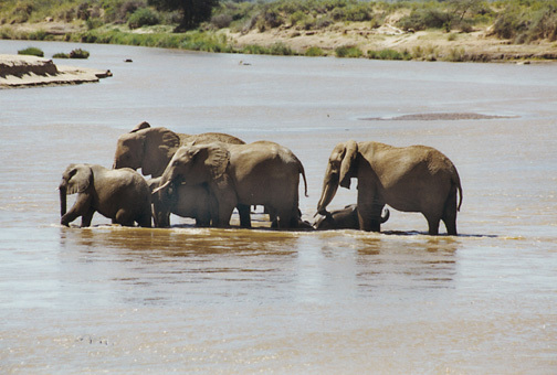 loxodonta_africana_2