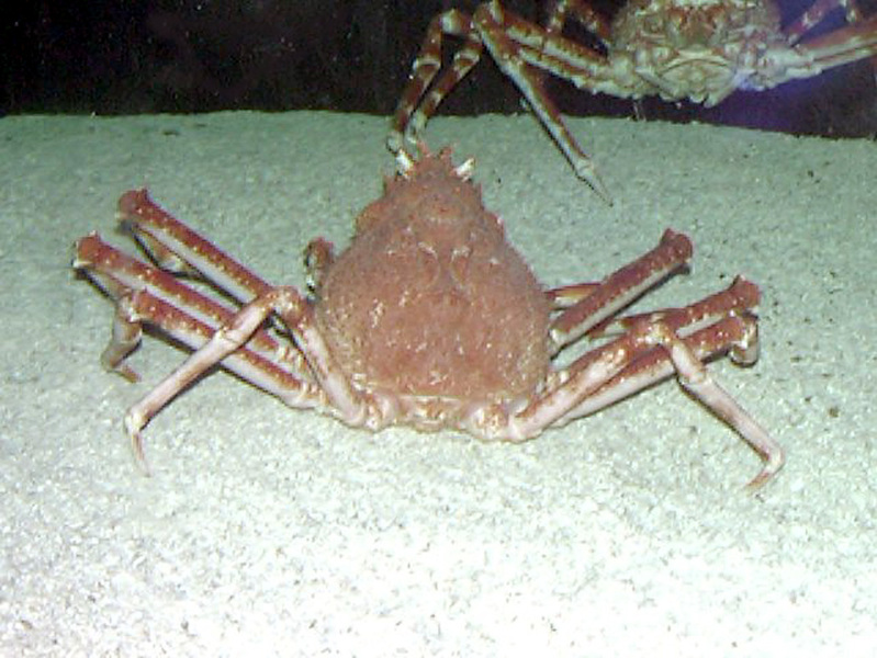 Malacostraca