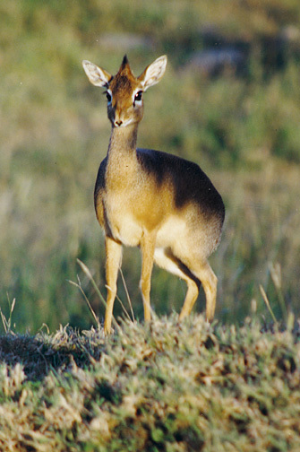 Artiodactyla