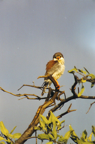 Falconiformes