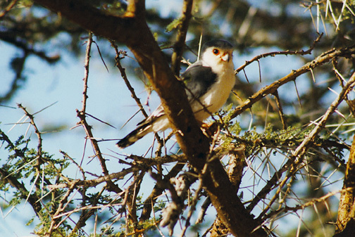 Falconiformes