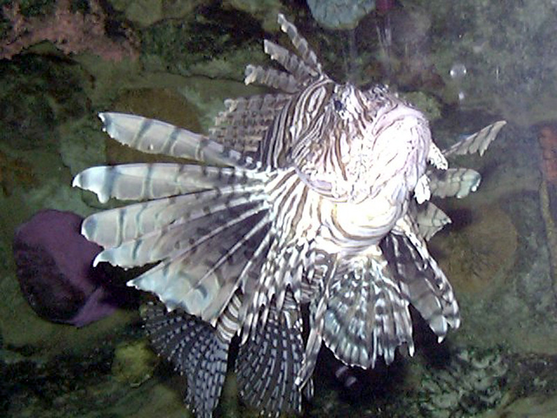 Pterois volitans