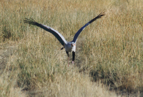 Falconiformes