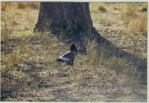 terathopius_ecaudatus1