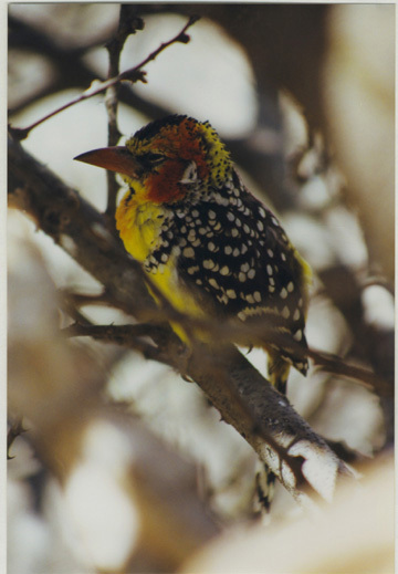 Piciformes