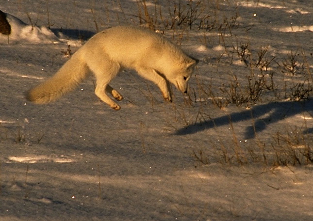 Vulpes lagopus