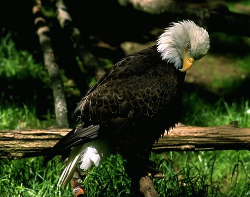 bald_eagle