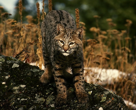 bobcat