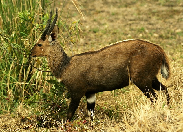 Artiodactyla