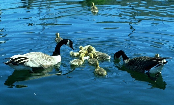 canada_geese