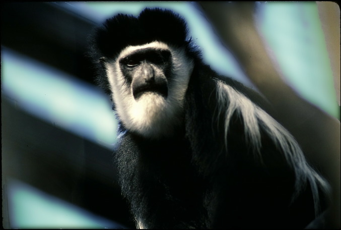 Colobus guereza