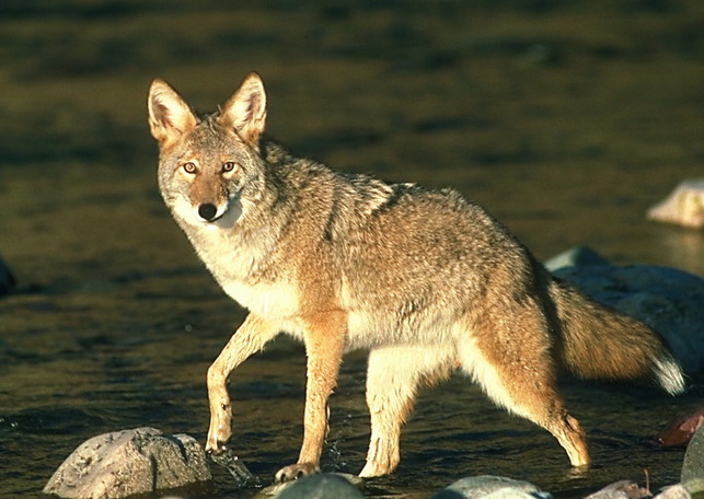 coyote