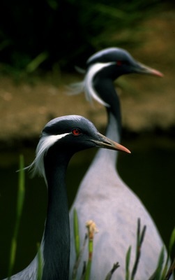 demoiselle_crane